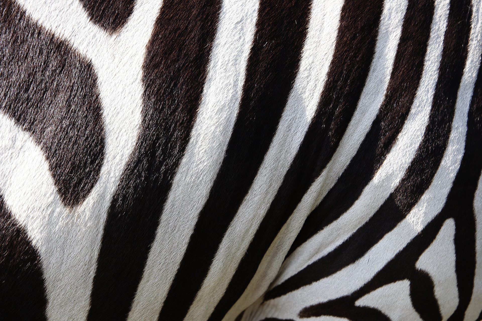 Safari Background